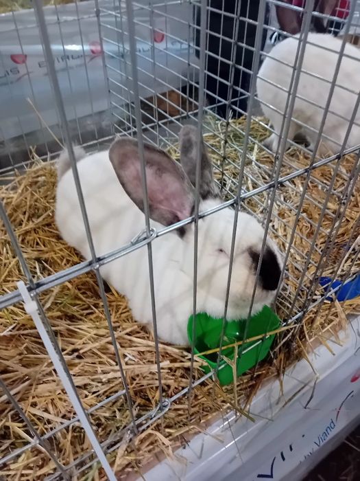 Uriaș de Transilvania