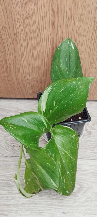 Цветя за продажба!