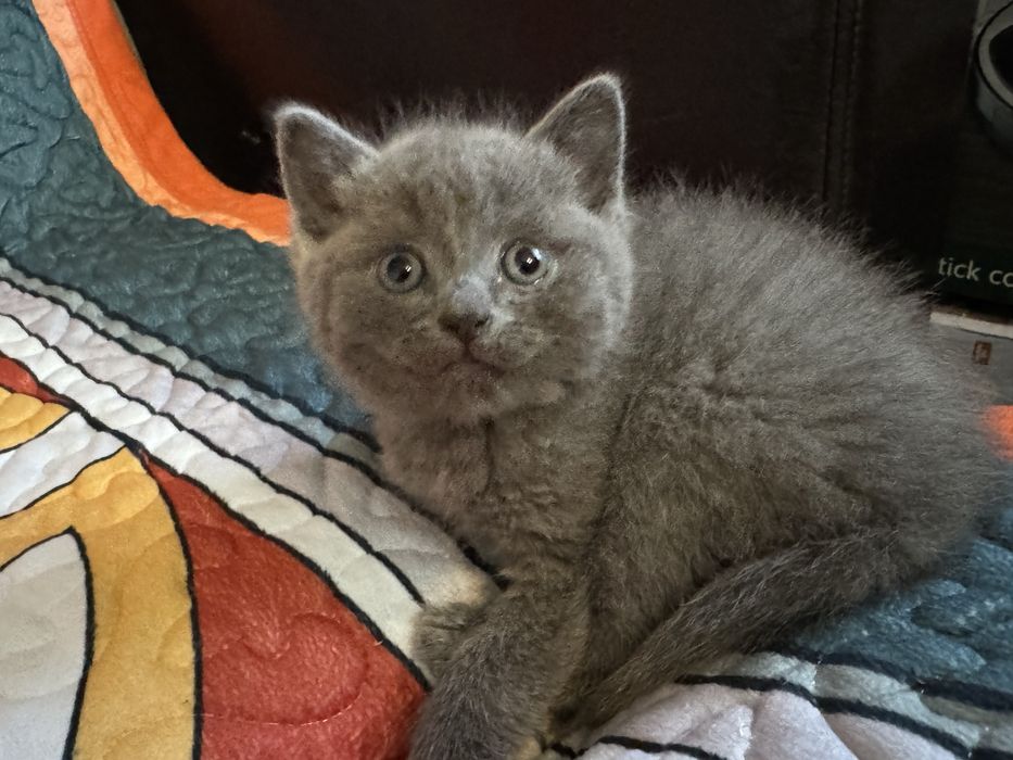 Котята в хорошие руки
