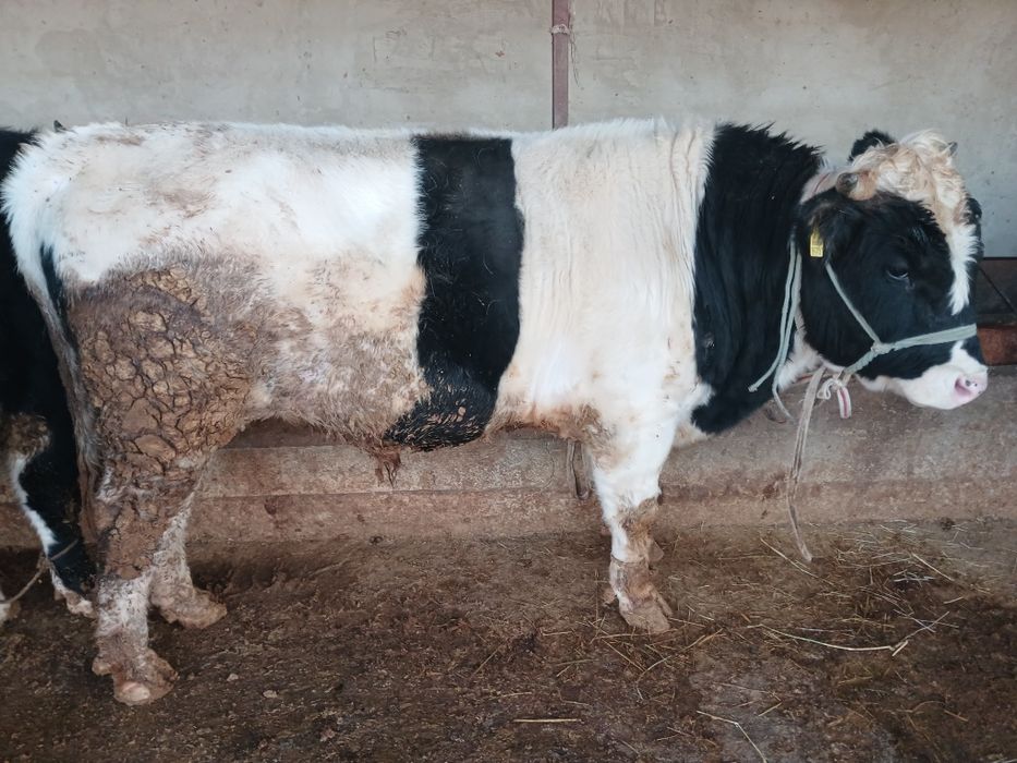 СемізБұхалар.сатылады