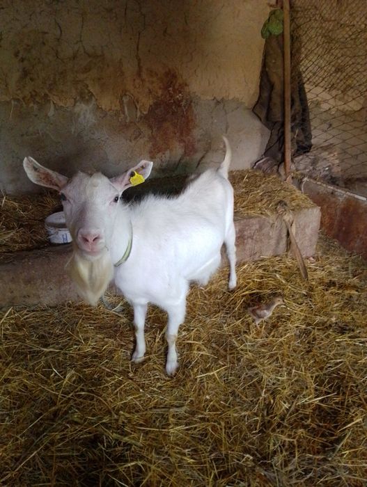 Продается Коза за 45000