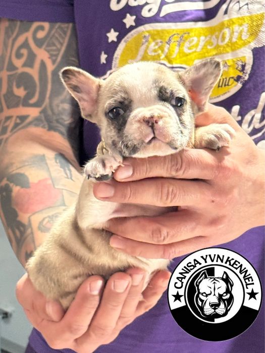 Mascul buldog francez lilac merle