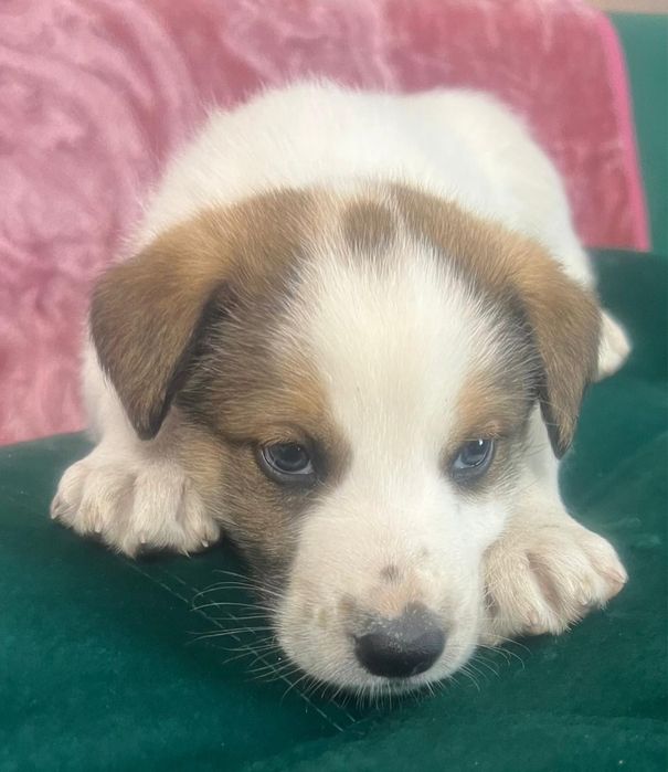 Отдадим щенков в хорошие руки