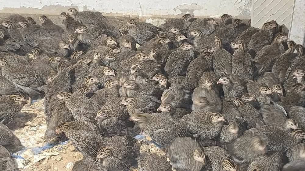 Pui de carne,pui rasa mixta,rate,bibilici la oferta