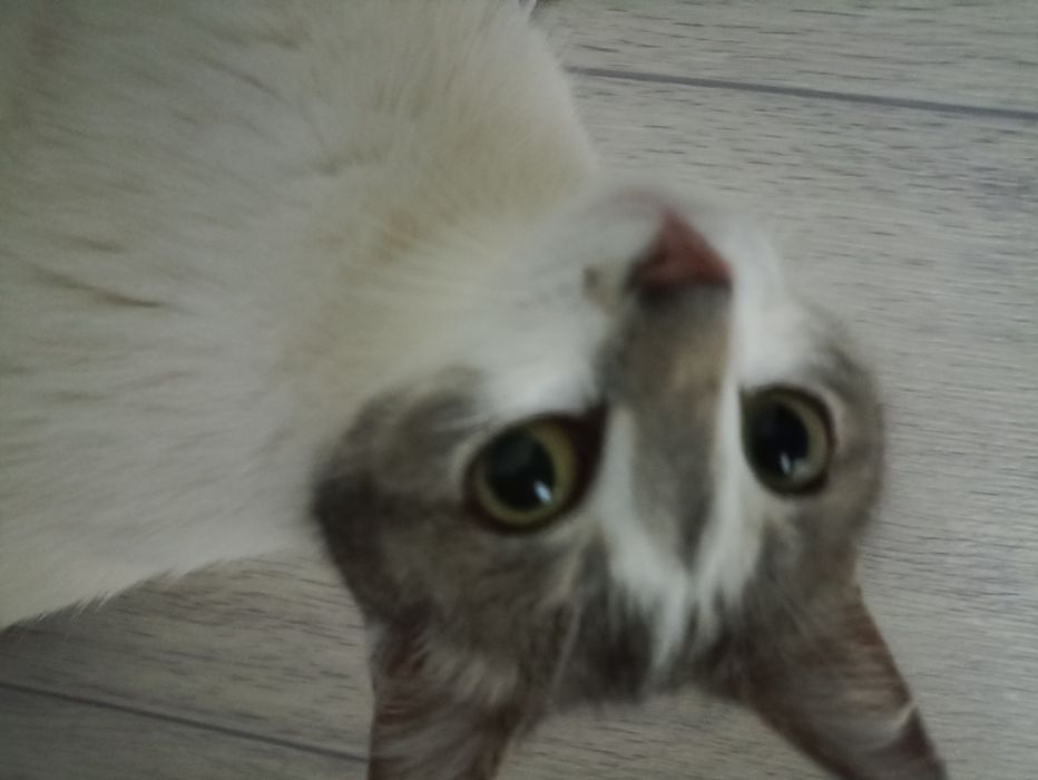 Котенок черный 7 недель