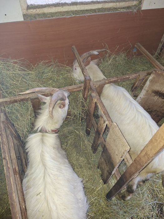 Tapi de vânzare unul de 1 an si unul de 3!