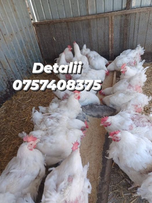 Pui alb ,gaini de carne