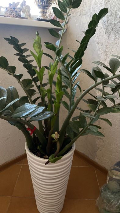 Цветок замиокулькас 1м 50см