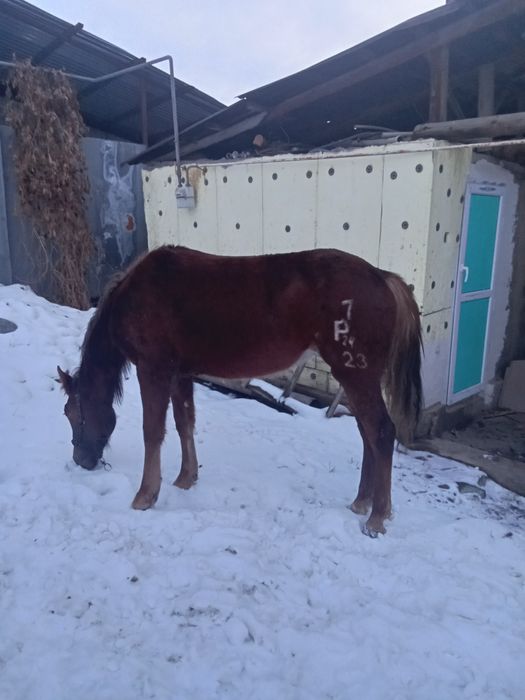 Кабыла 1 год 10 месяцев