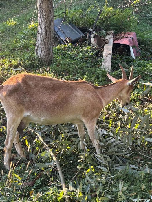 Capră de lapte Saanen (3 ani) + căpriță tineret (1 an) – mamă și fiică