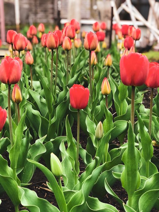 Домашние тюльпаны с грядки