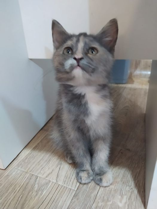 Отдам котят в добрые руки