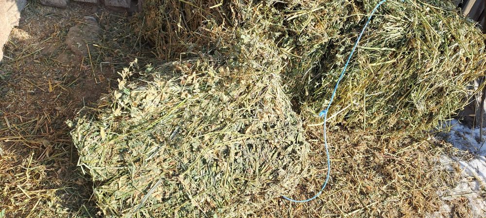 Orz și balot de vanzare