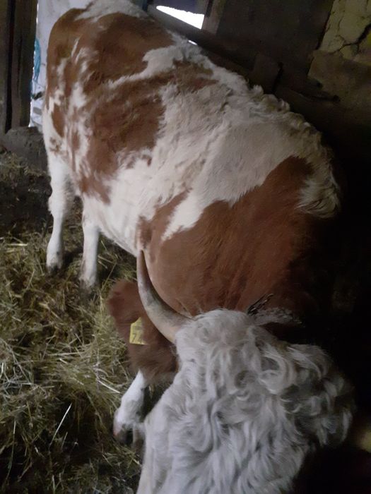 Vacă bălțata de 3 ani gestantă in luna a 7