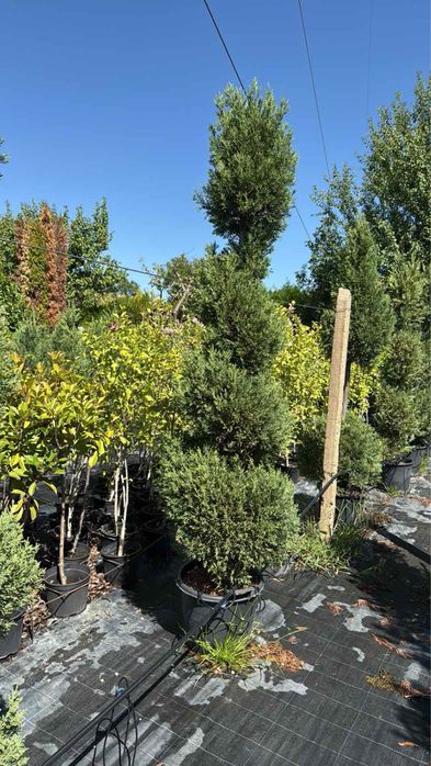 Спирали топки и пон-пони