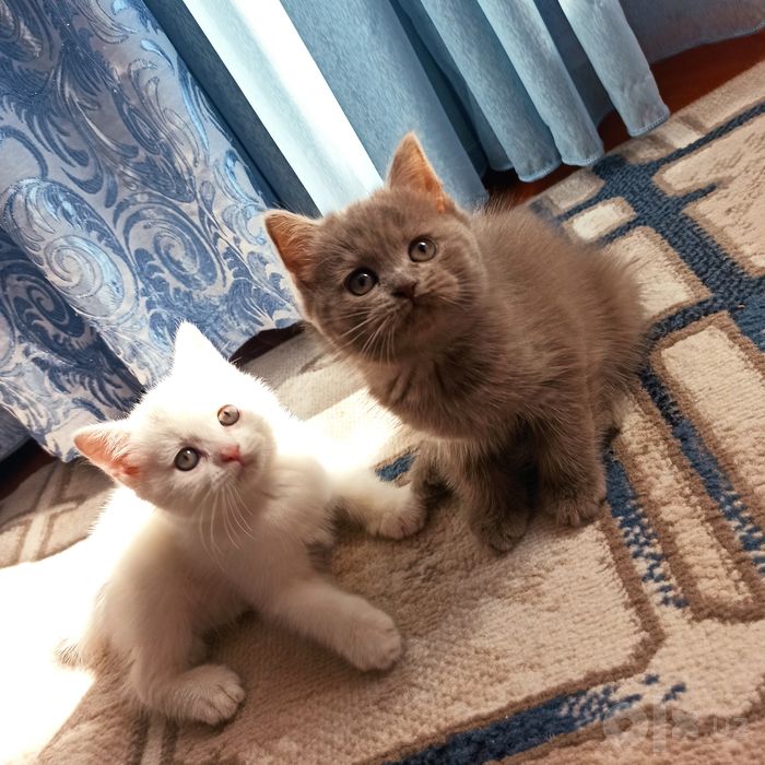 Милые Скоттиш страйтики