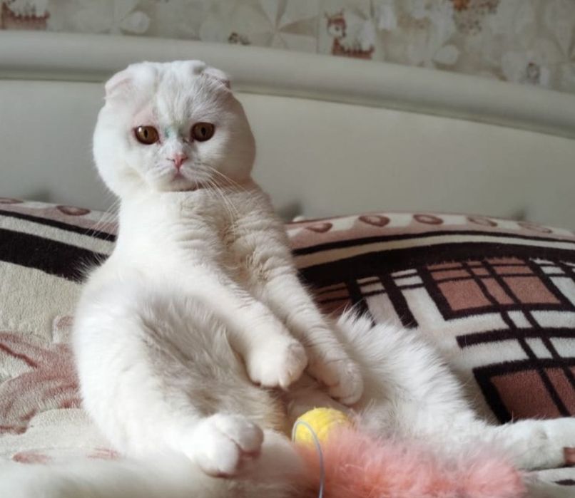 Котята Белые Вислоухий Скоттиш Фолд