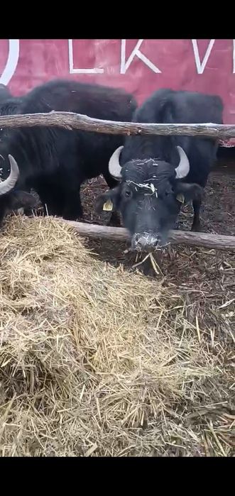 De vânzare 10 biboli