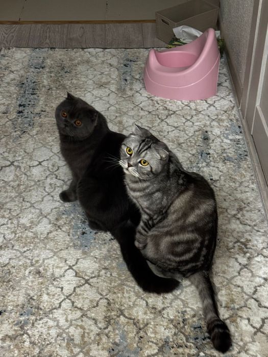 Скотиг фолд, кошки