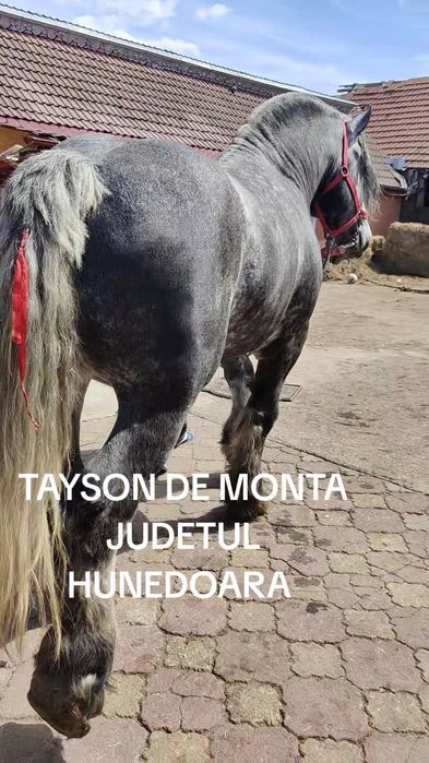 Harmasar Percheron adus din Franța