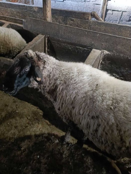 Продавам ОВЕН закупен от Селекционен център!