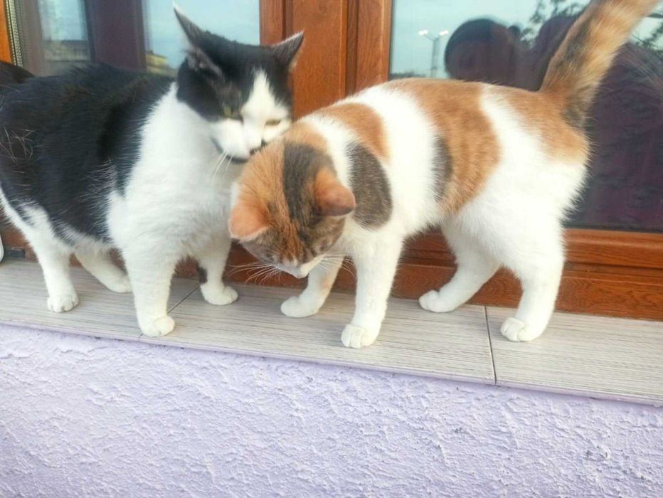 Подаряват се две котенца Джиджи и Джули