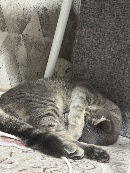 Кошка, наполовину шотланка