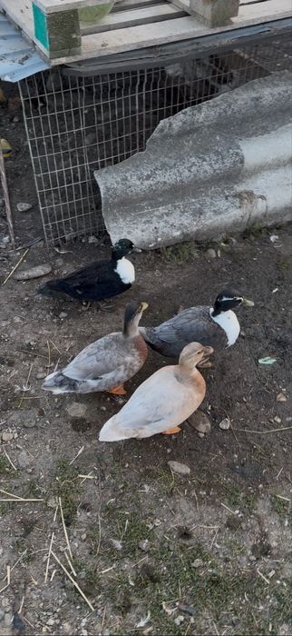 Vand rațe pitice olandeze