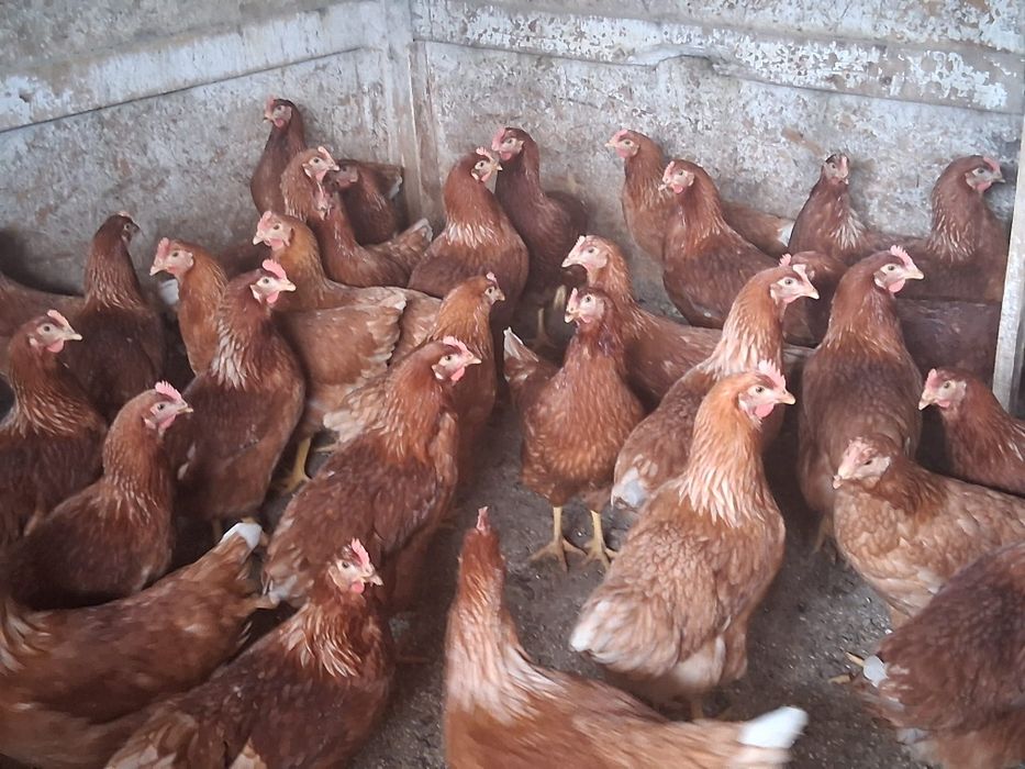 Puicuțe ouătoare de vânzare