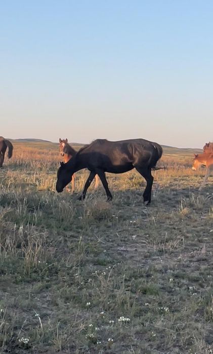 Кобылы с жеребятами