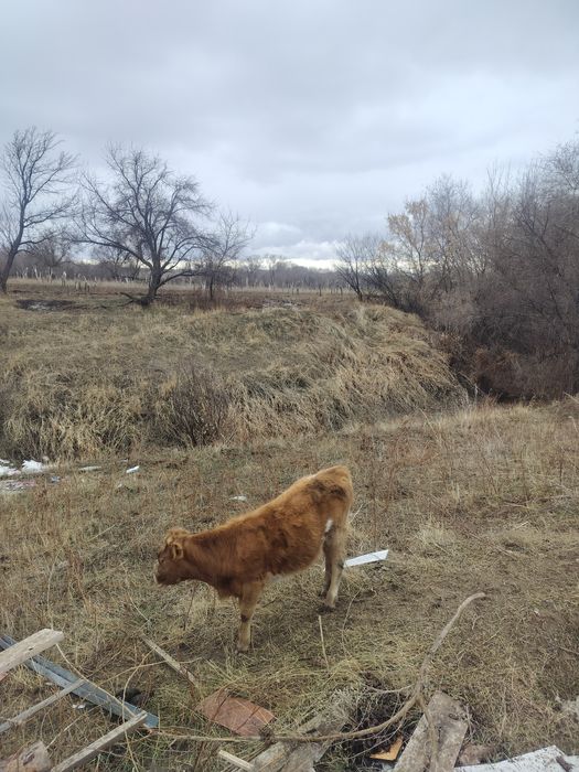 Еки 1 жас бызаулар