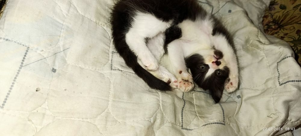 Отдам котят в хорошие руки