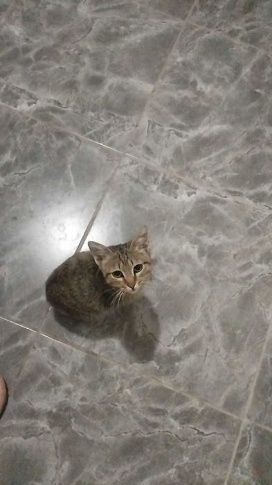 Котёнок маленький красивый