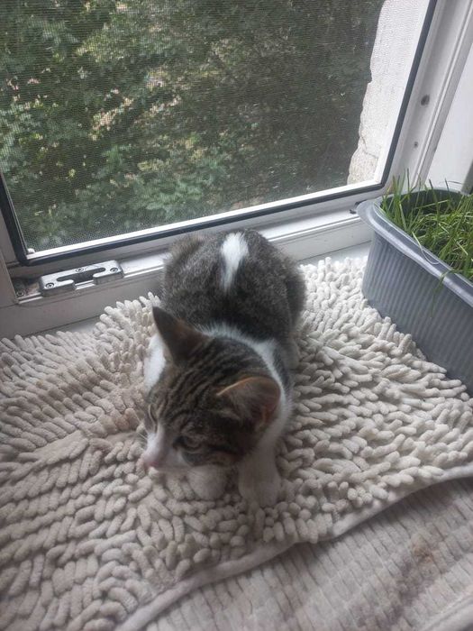 Отдам кошку,добрые руки,к туалету приучена !