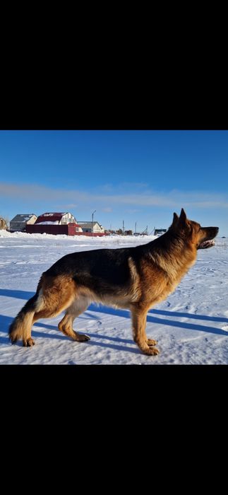 Кабель немецкой овчарки, вязка