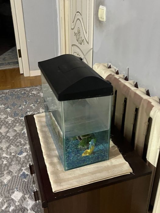 Аквриум сатылады Жаңа