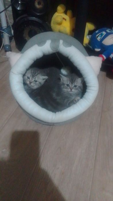 Котёнок Скоттиш страйт девочка