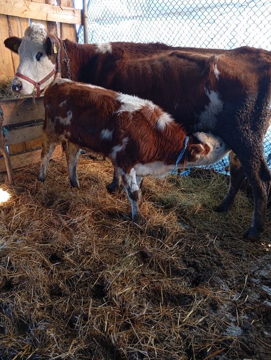 De vânzare o bunică la prima fatare