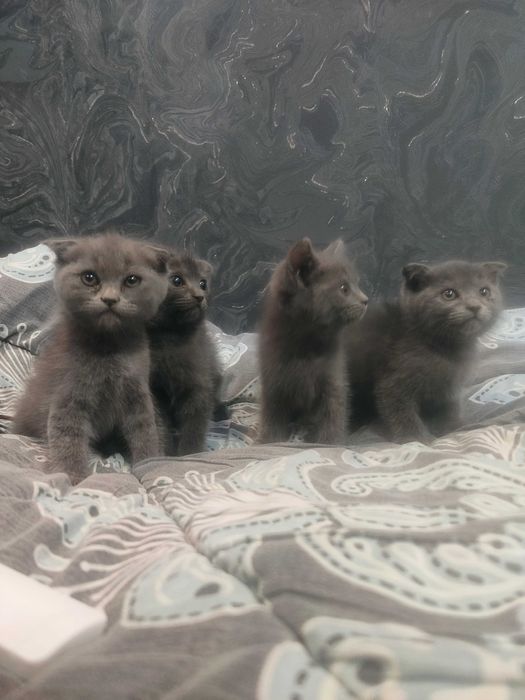 Мурчащие комочки счастья!Шотландские котята (фолды и страйт)
