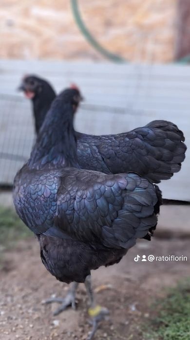 Ouă  si pui australorp negru calitate premium rasă pură