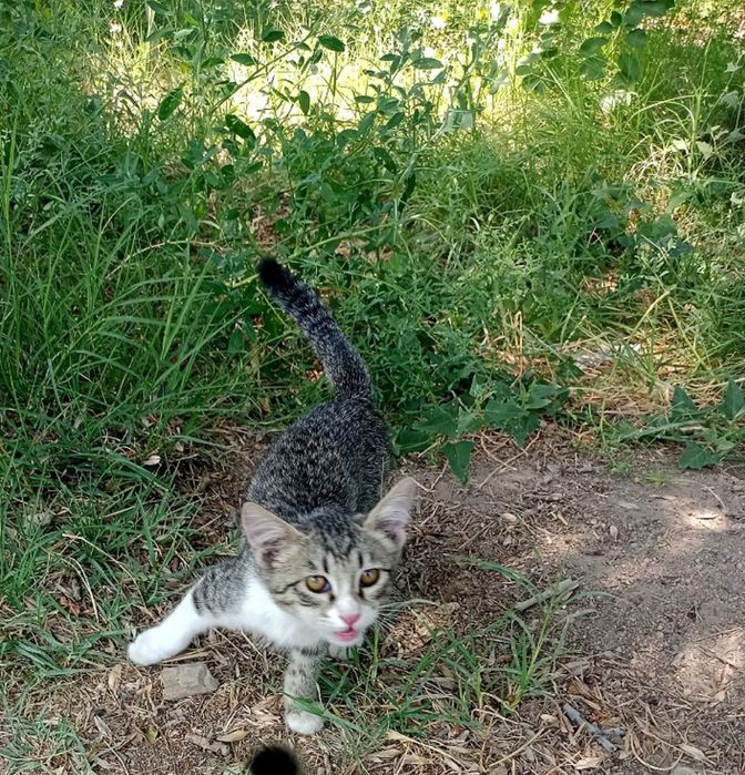 Котята,мальчики,девочки