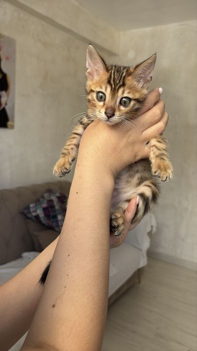 Котенок мальчик бенгал