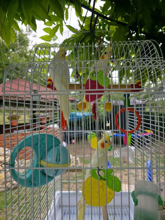Ръчно хранени корели