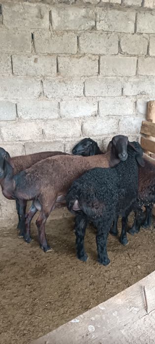 Ona bola Hisori qoʻylar sotiladi