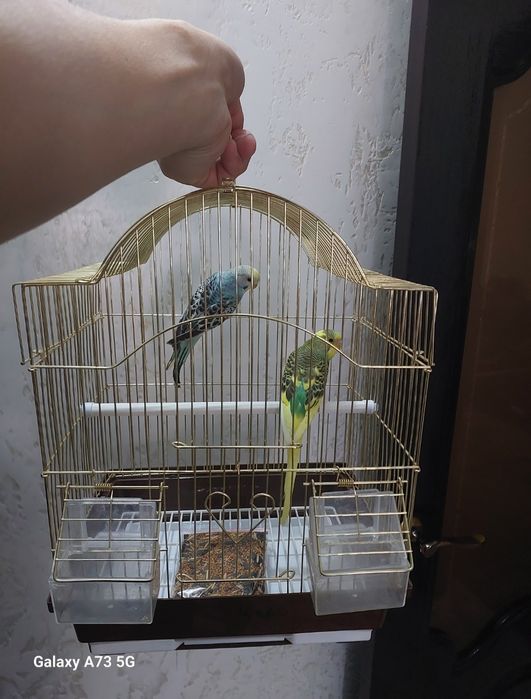 Попугайчики клетка, корм, минералы