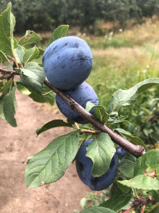 Vand prune pt consum si tuica