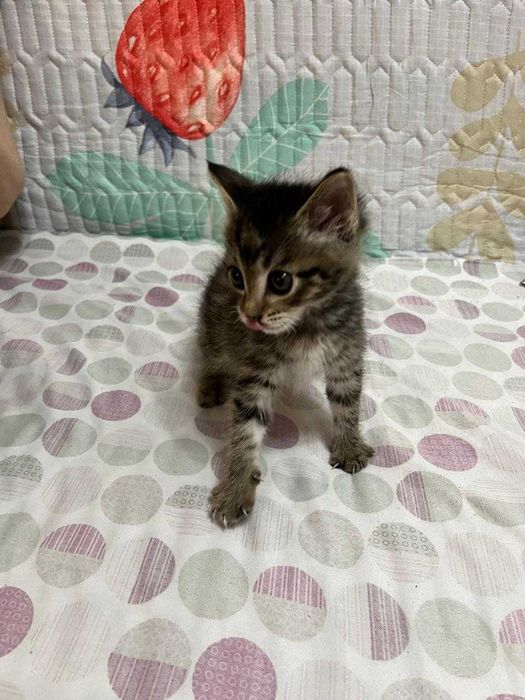 Котёнок ищет дом