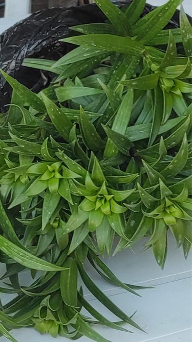 Цветы  Лилии  желтого цвета
