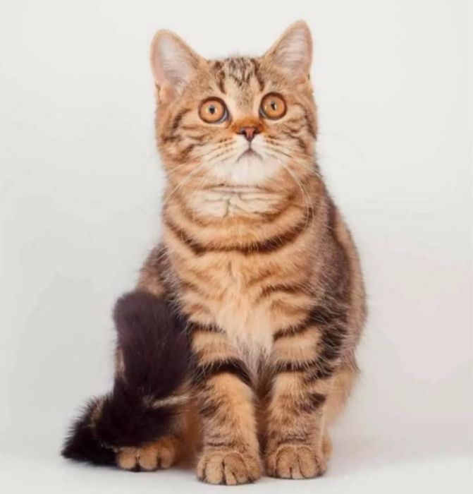 Шотландские котята Шоу класса