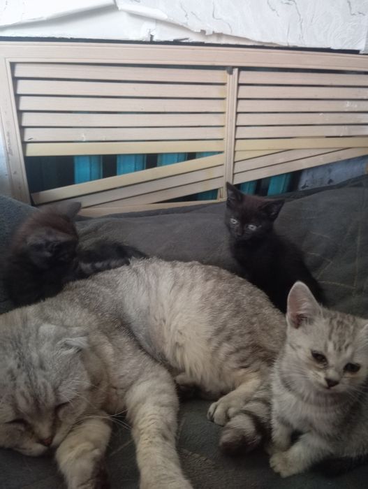 Котята 2 месяца очень умные
